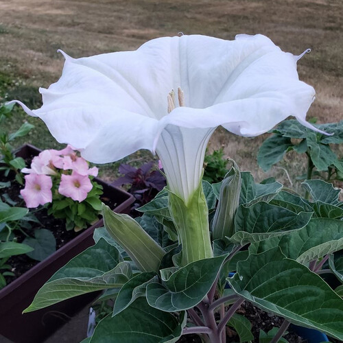 DATURA PARAJULI seed image