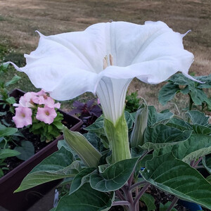DATURA PARAJULI seed image