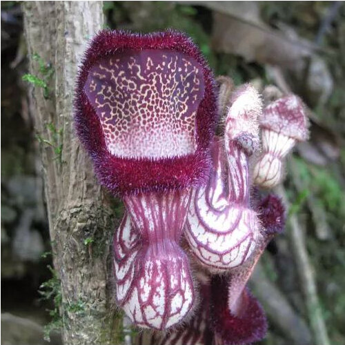 ARISTOLOCHIA SACCATA seed image