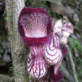 ARISTOLOCHIA SACCATA seed image