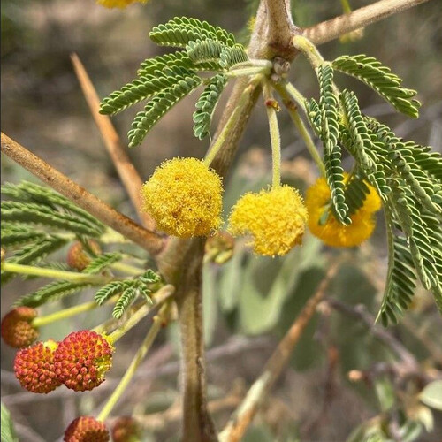 ACACIA ARABICA seed image