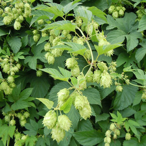 HUMULUS LUPULUS seed image