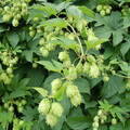 HUMULUS LUPULUS seed image