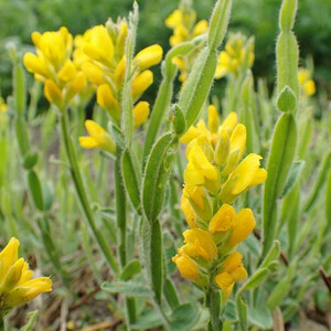 GENISTA SAGITTALIS seed image