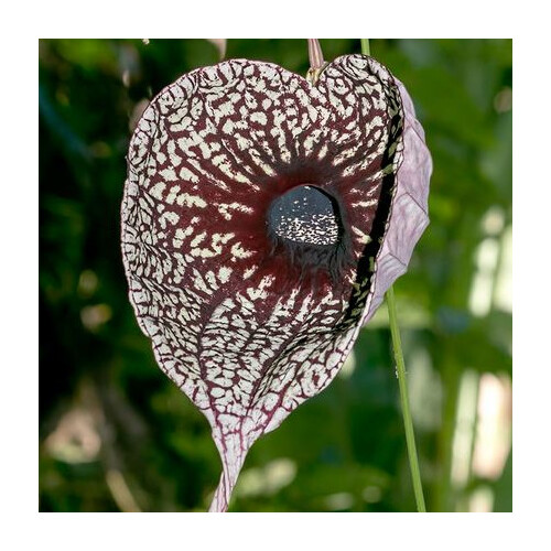 ARISTOLOCHIA GRANDIFLORA seed image