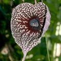 ARISTOLOCHIA GRANDIFLORA seed image