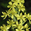 SISYRINCHIUM PALMIFOLIUM seed image