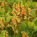 LATHYRUS AUREUS seed image