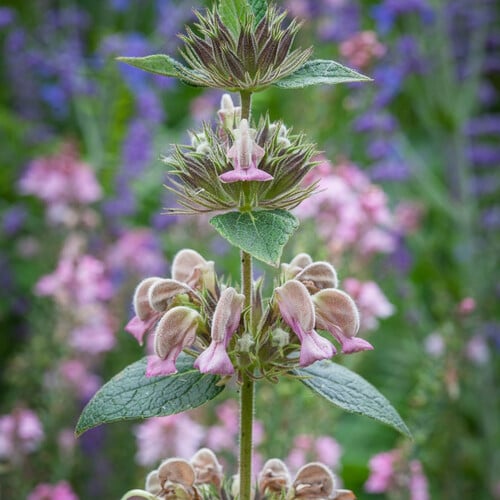 PHLOMIS SAMIA seed image