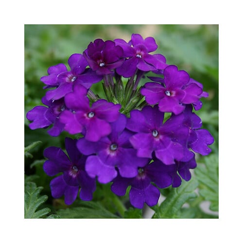 VERBENA X HYBRIDA BLUE seed image