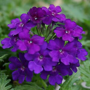 VERBENA X  HYBRIDA BLUE seed image