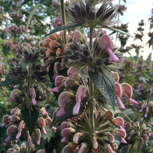 PHLOMIS SAMIA seed image