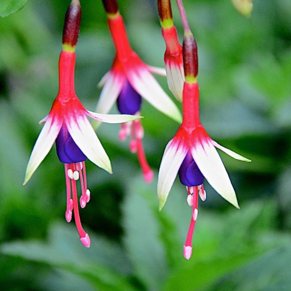 Hardy Shrub Seeds | Tree, Shrub & Climber Seeds | Plant World Seeds