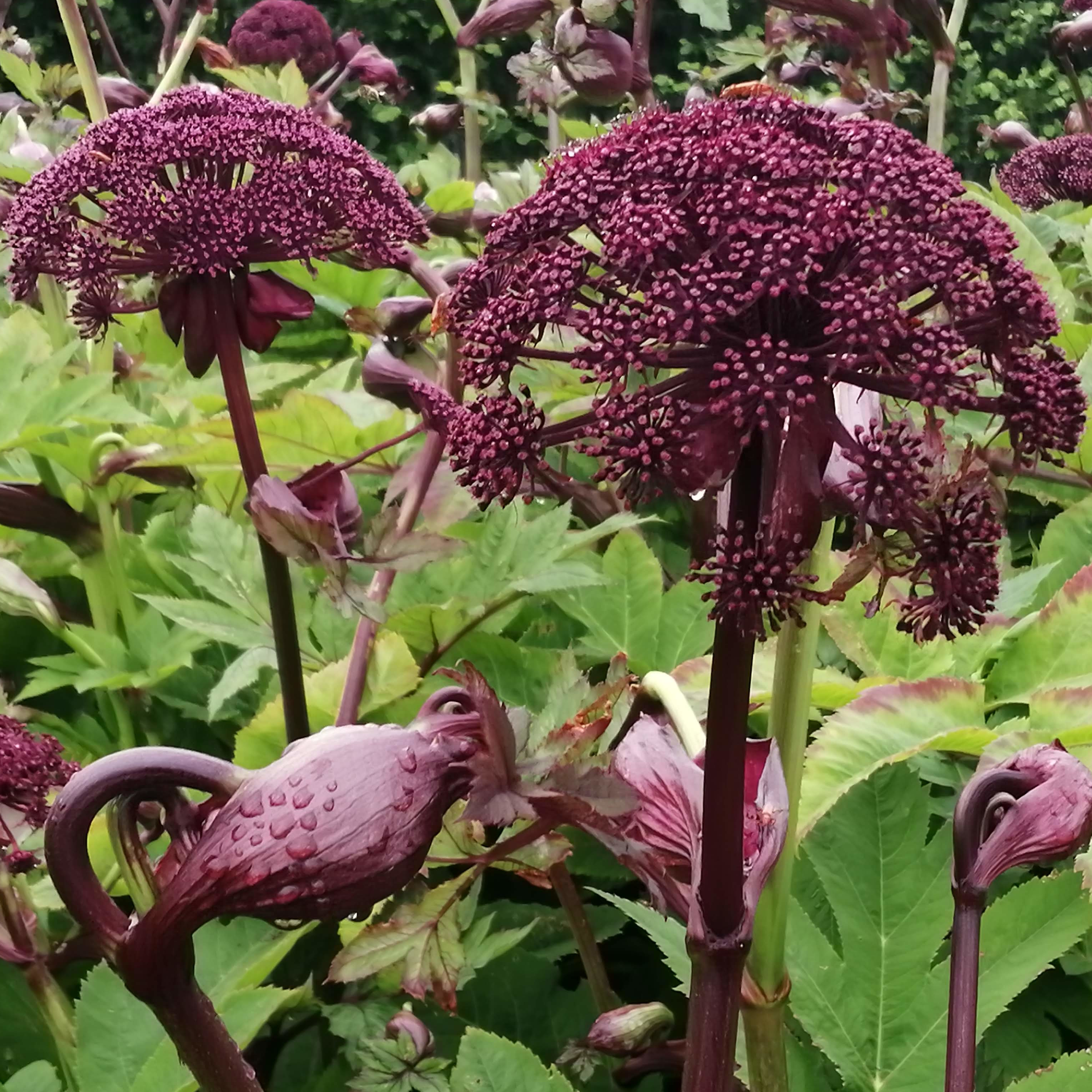 plants are purple proben No Coffee Needed
