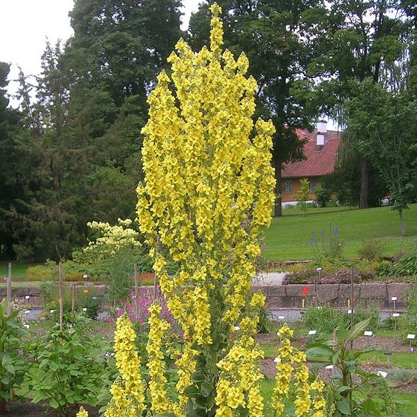 Verbascum Pyramidatum Seeds | Perennial Flower Seeds | Plant World Seeds