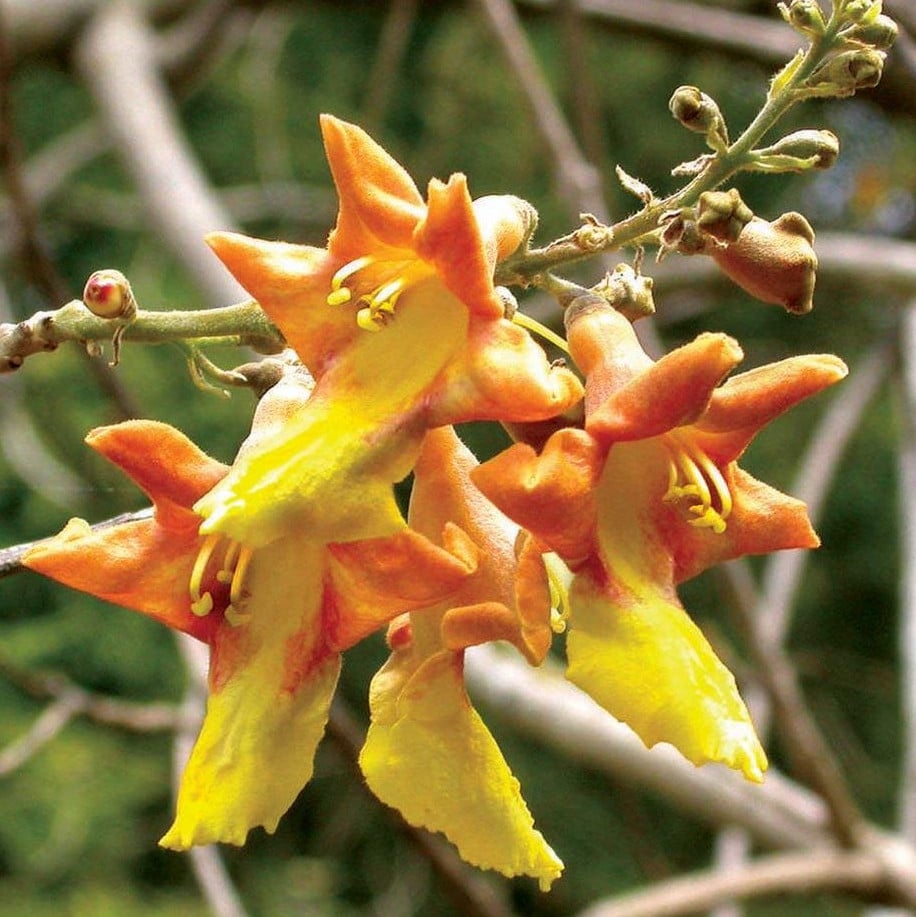 Gmelina Arborea Seeds | Exotic Tree & Shrub Seeds | Plant World Seeds