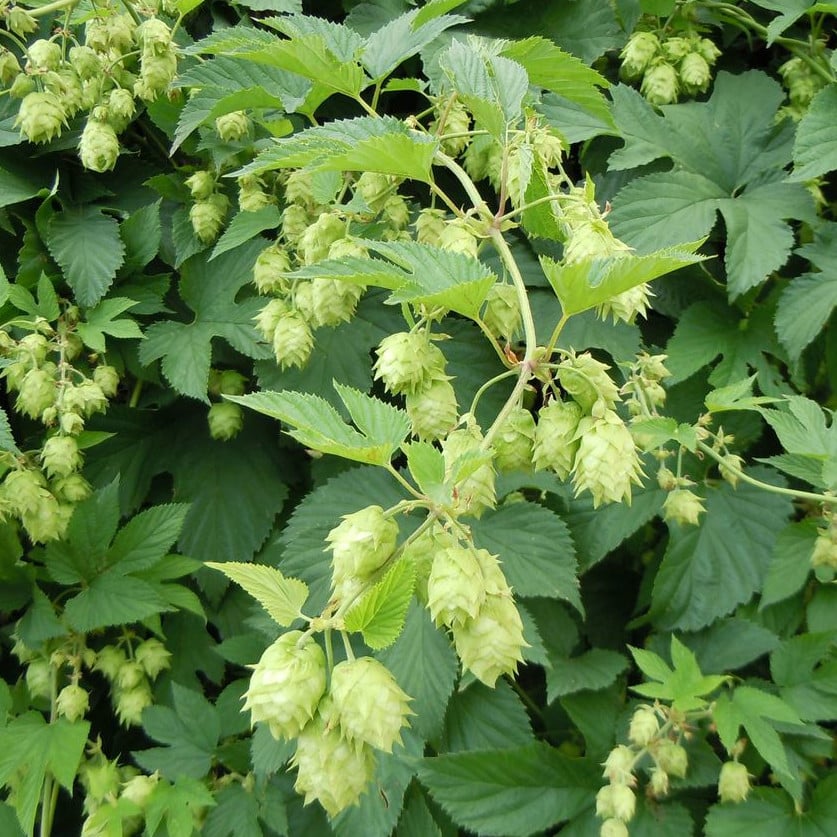 Humulus Lupulus Seeds | Hardy Climber Seeds | Plant World Seeds
