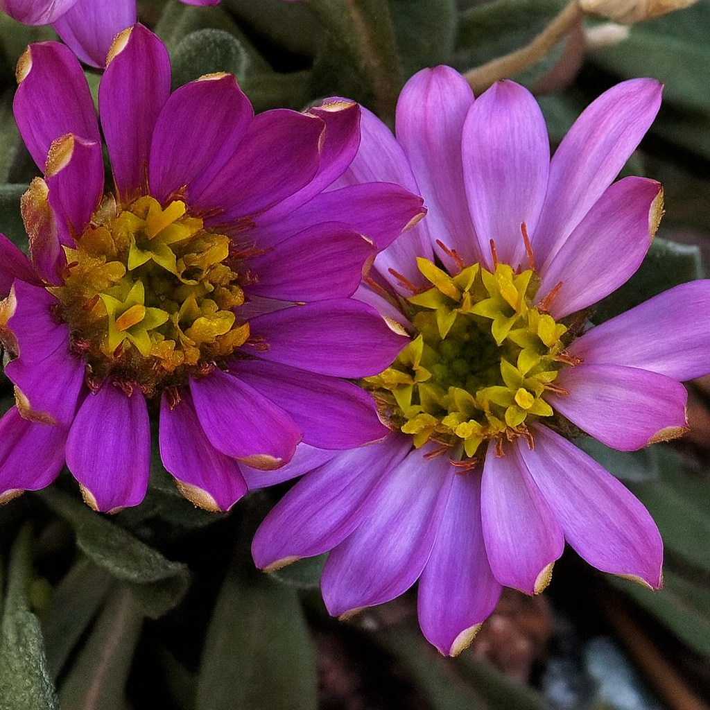 Townsendia Alpigena Seeds | Alpine Plant Seeds | Plant World Seeds