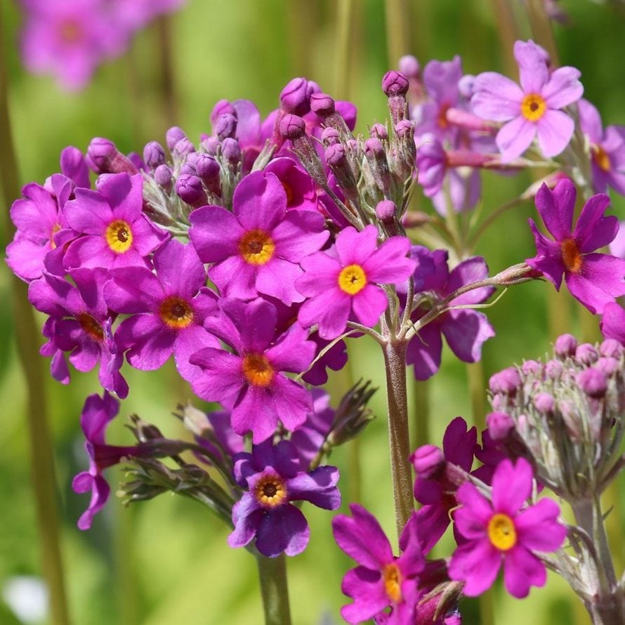 Primula Beesiana Seeds | Perennial Flower Seeds | Plant World Seeds