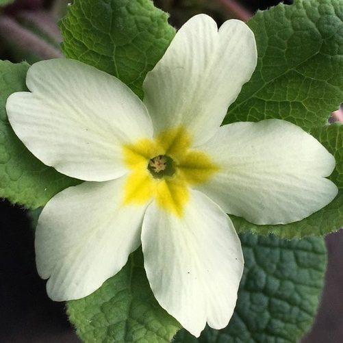 Primula Vulgaris 'Jack-In-Green' Yellow (Primrose) Seeds