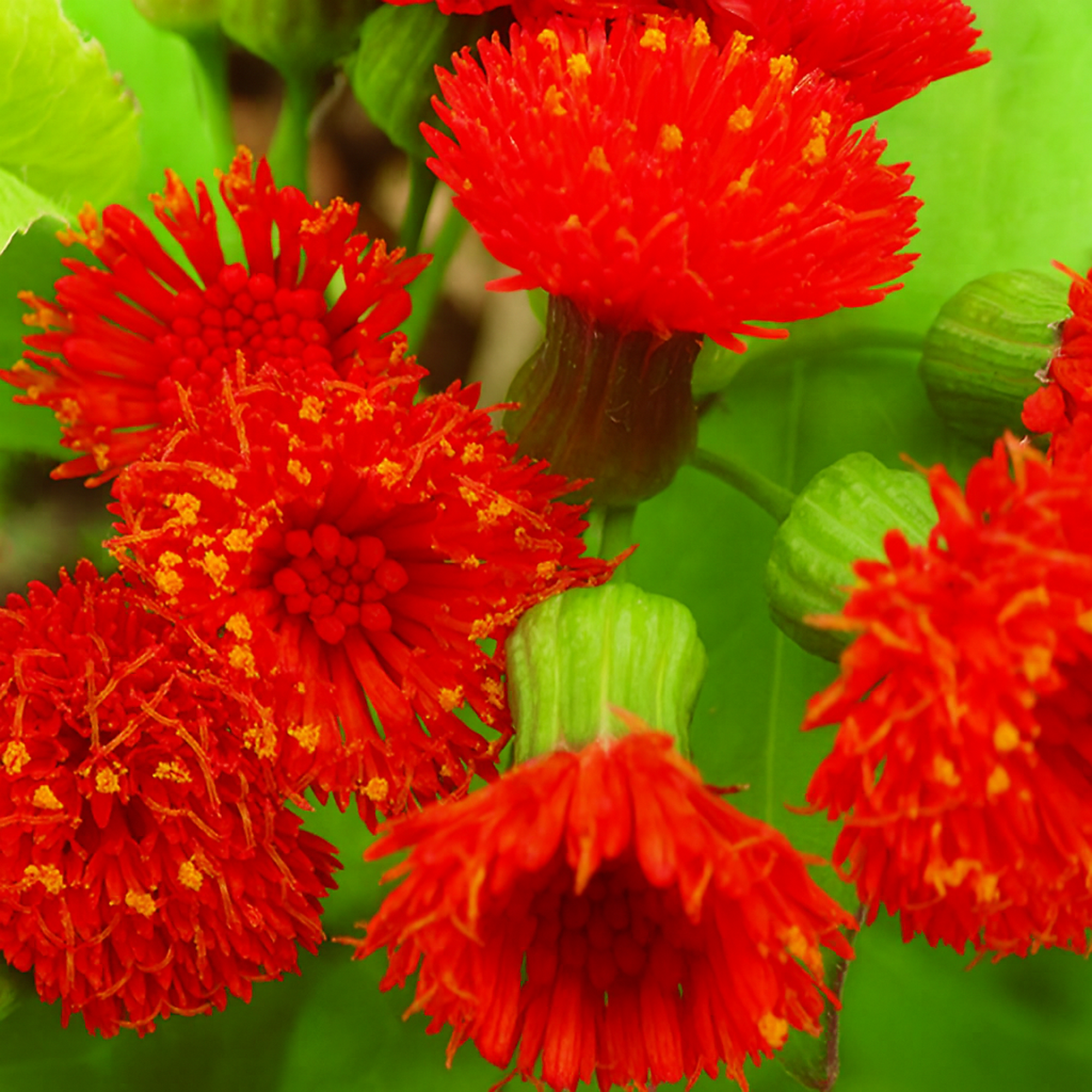ever red rhododendron Buy Rhododendron 'Thor' Bright Red Blooms — Mr Maple │ Buy Japanese Maple  Trees