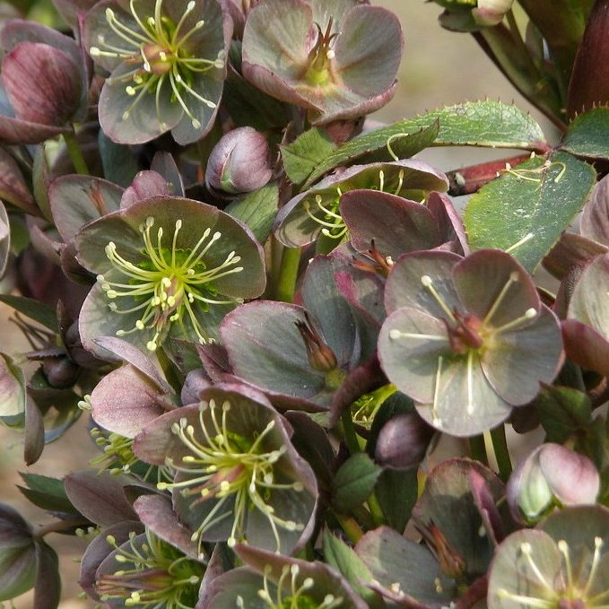Helleborus X Sternii Blackthorn Strain Seeds | Perennial Flower