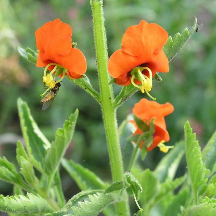 Alonsoa Incisifolia Seeds | Annual Flower Seeds | Plant World Seeds