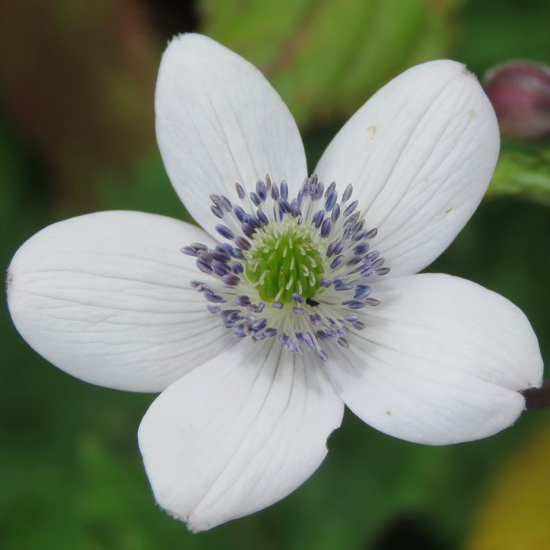 Anemone Rivularis Seeds | Perennial Flower Seeds | Plant World Seeds