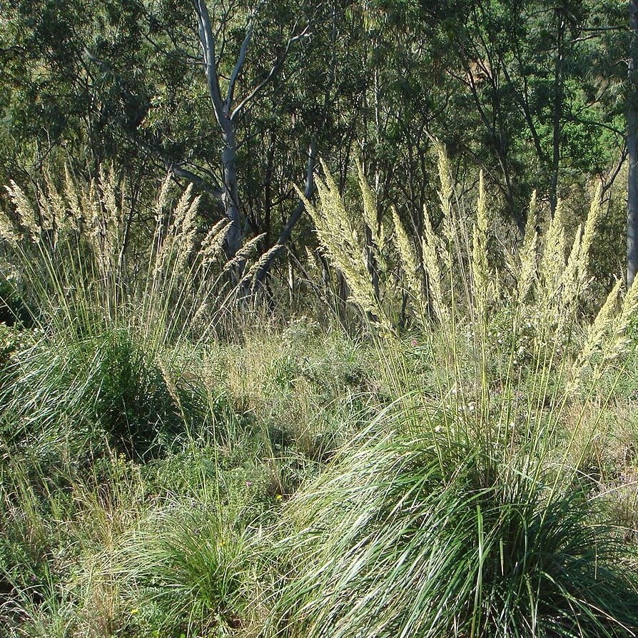 Ampelodesmos Mauritanica Seeds | Ornamental Grass Seeds | Plant World Seeds