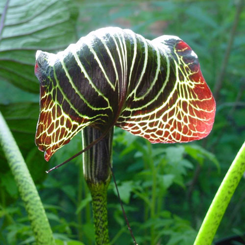 Arisaema Seeds | Plant World Seeds