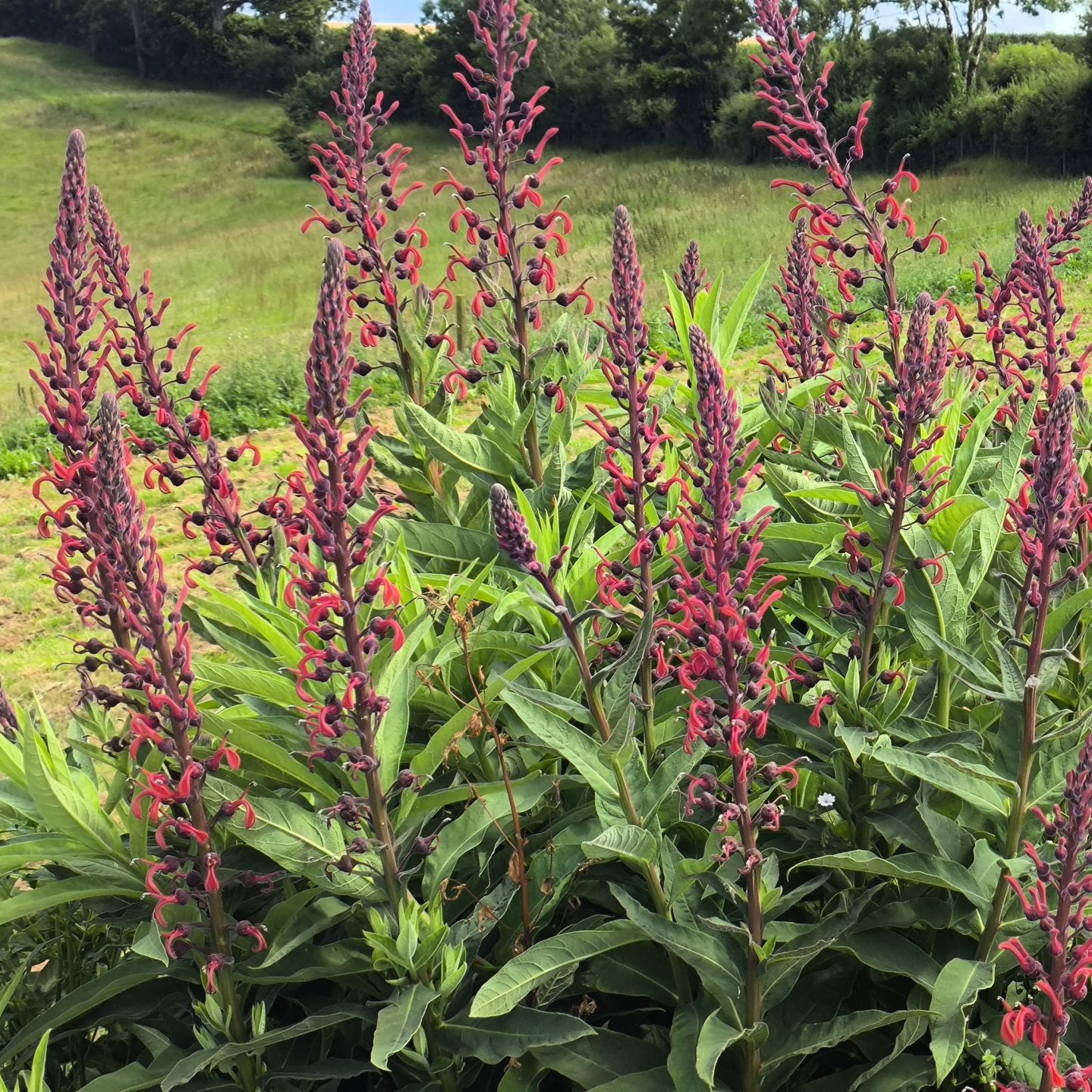 Lobelia Tupa (300 Seeds)
