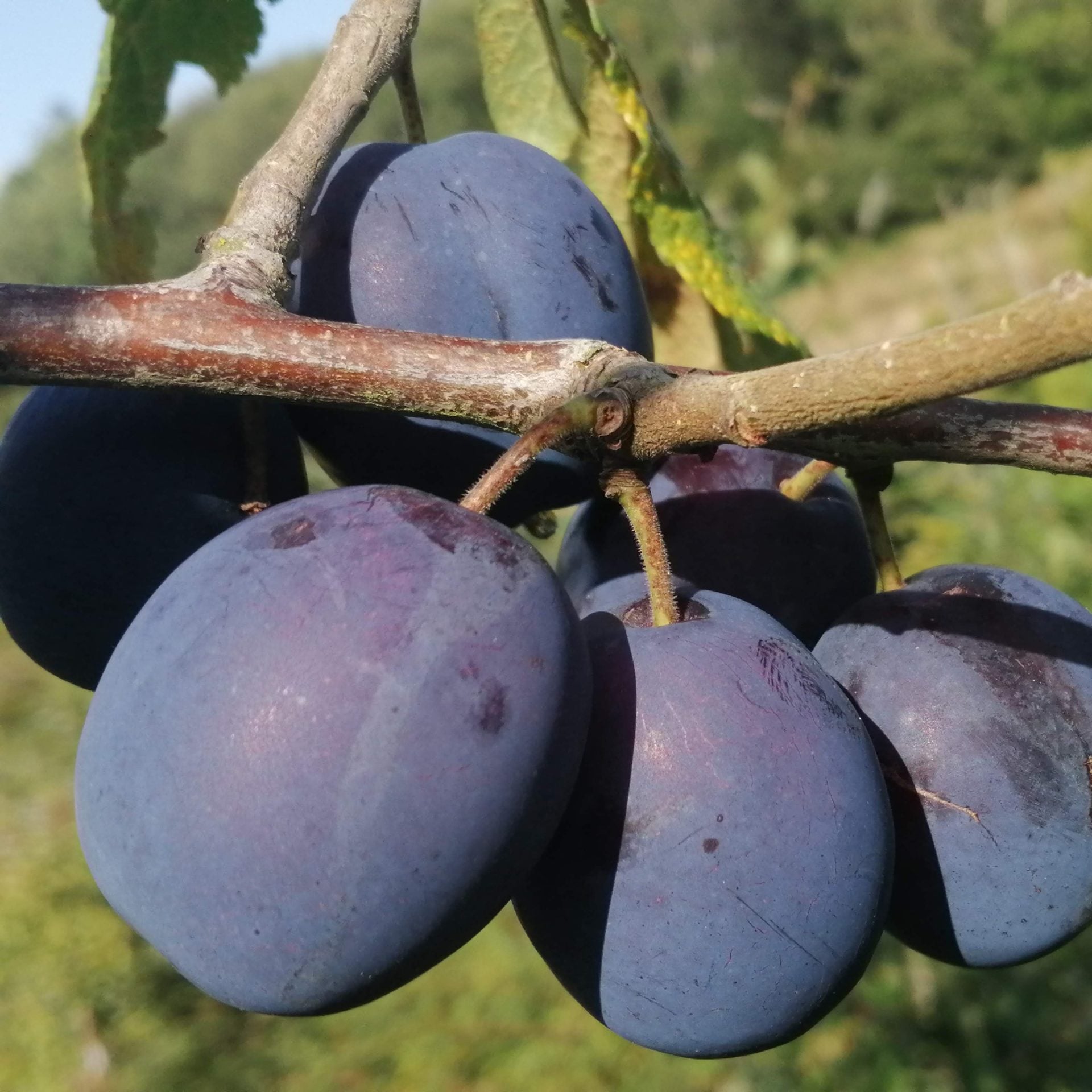 Dameson Damson Seeds | Fruit Seeds | Plant World Seeds