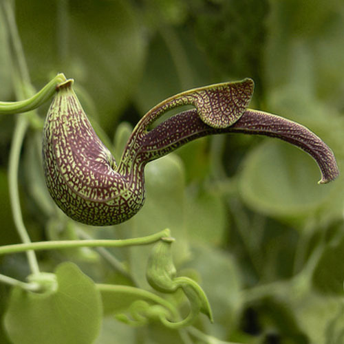 Aristolochia Ringens Seeds | Exotic Climber Seeds | Plant World Seeds