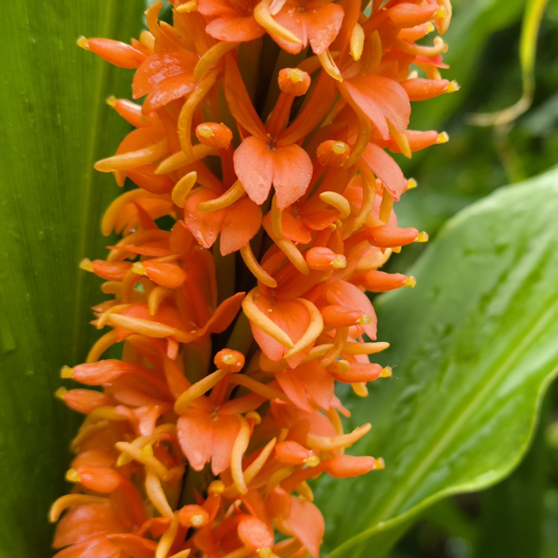 Hedychium Densiflorum 'Assam Orange' Seeds
