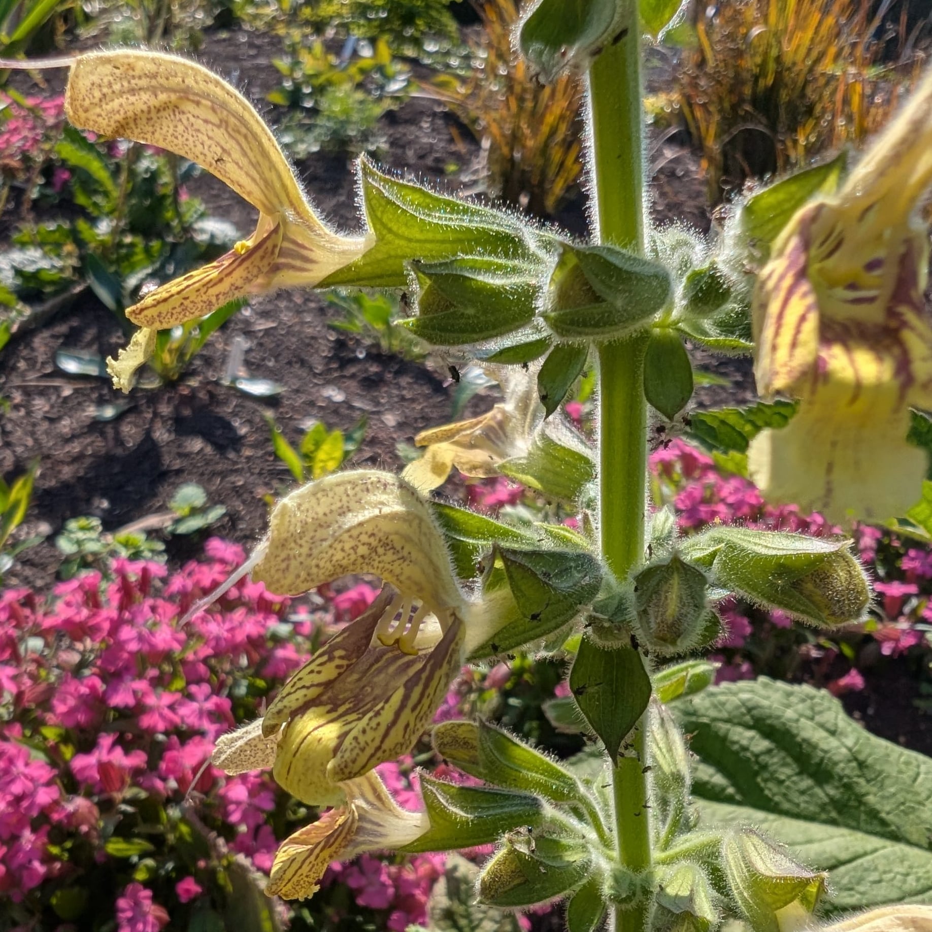 11060-SALVIA-GLUTINOSA-1-