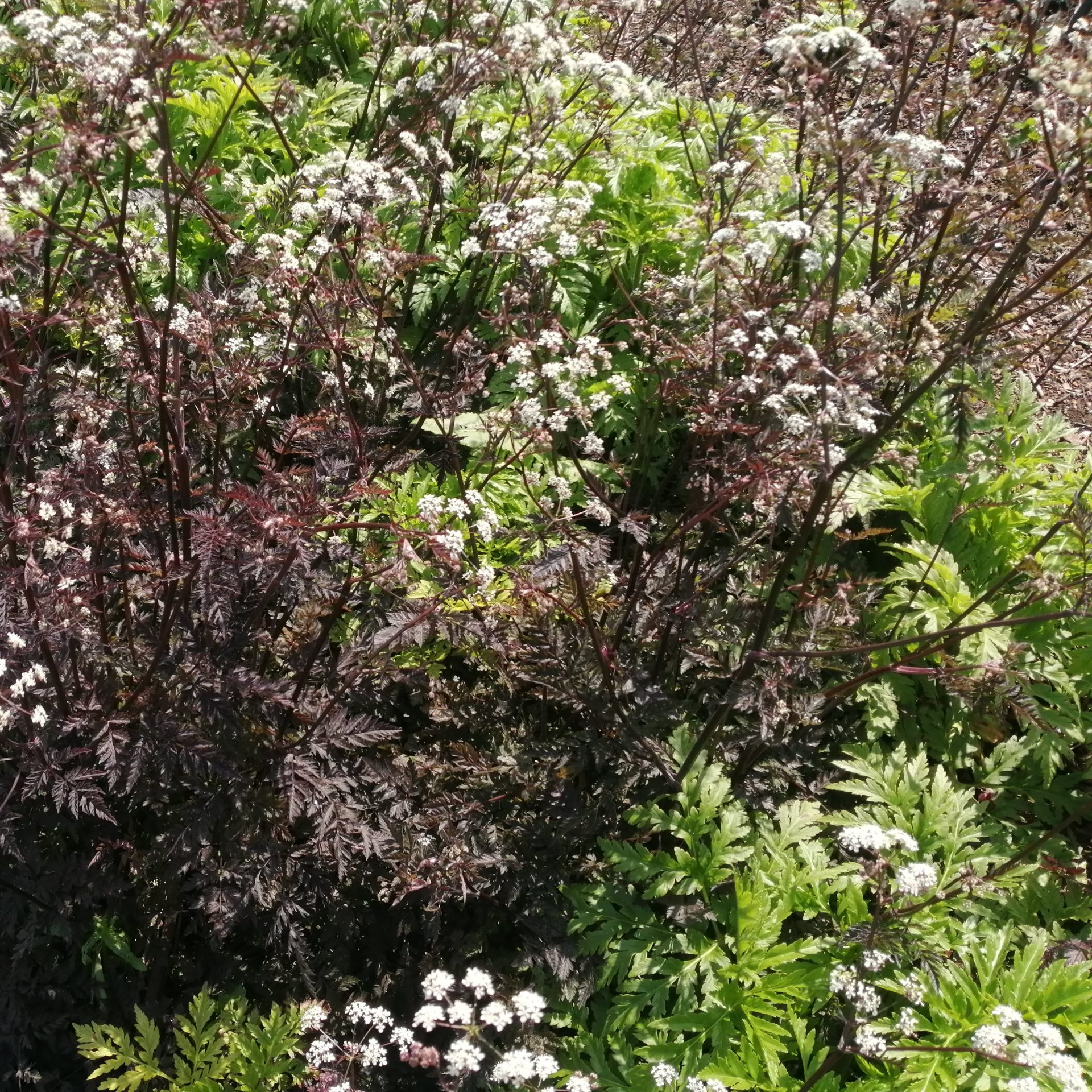 Anthriscus Sylvestris 'Ravenswing' Seeds