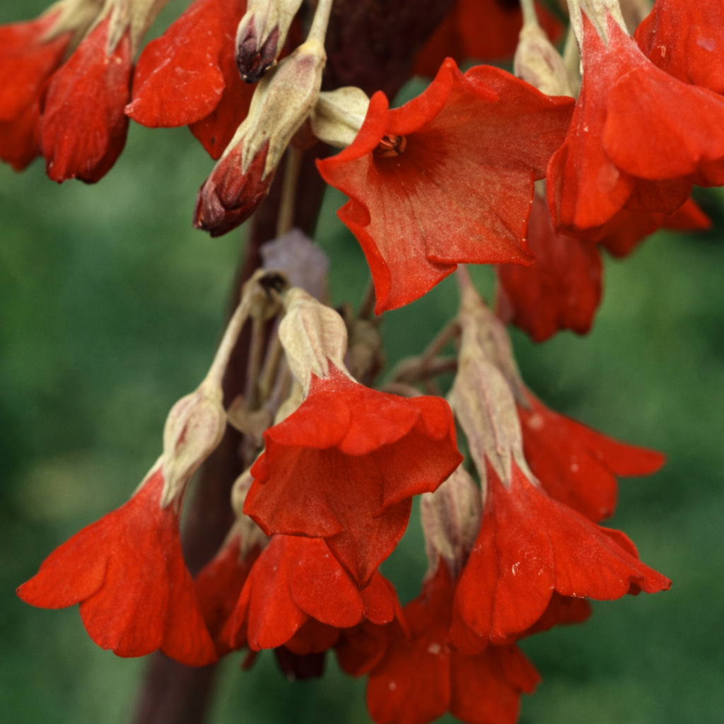 Primula Florindae 'Ray's Ruby' Seeds | Perennial Flower Seeds | Plant ...