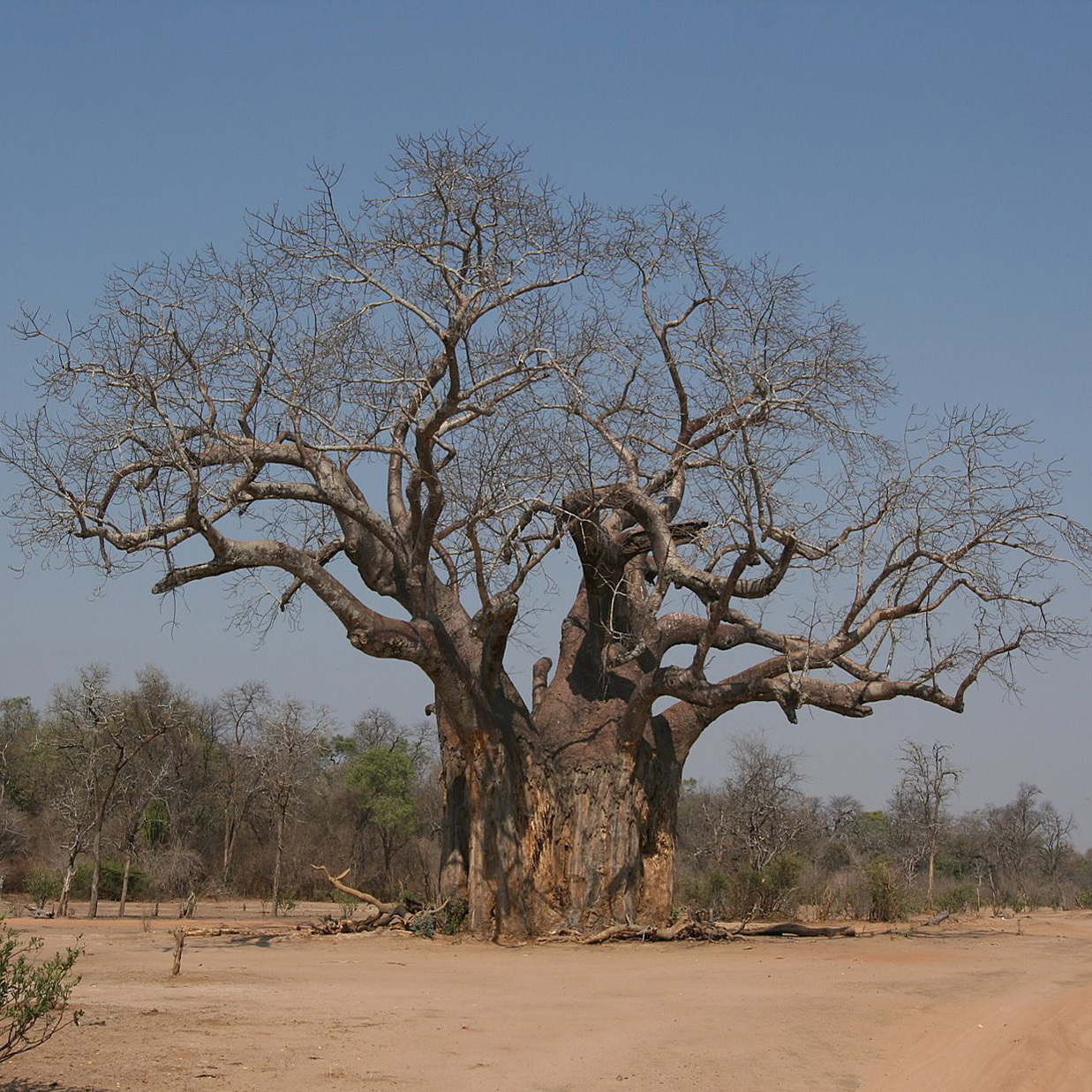 Baobab Tree (Adansonia Digitata) Seeds | Exotic Tree & Shrub Seeds ...