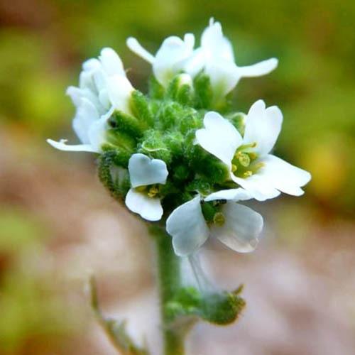 Braya Alpina Seeds | Alpine Plant Seeds | Plant World Seeds