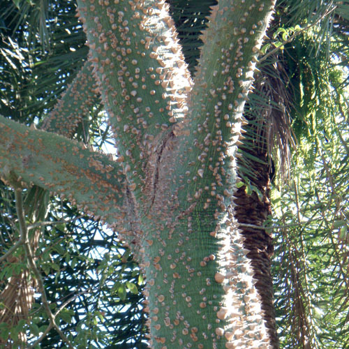 Ceiba Pentandra Seeds | Exotic Tree & Shrub Seeds | Plant World Seeds