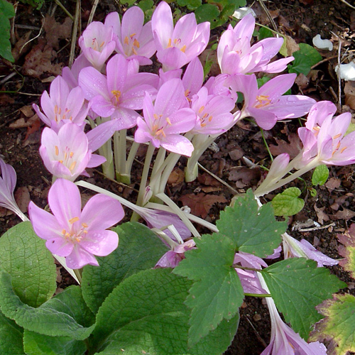 Colchicum Mixed Species And Cultivars Seeds | Alpine Plant Seeds ...