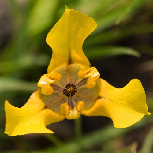 Cypella Herbertii Seeds | Exotic Flower Seeds | Plant World Seeds