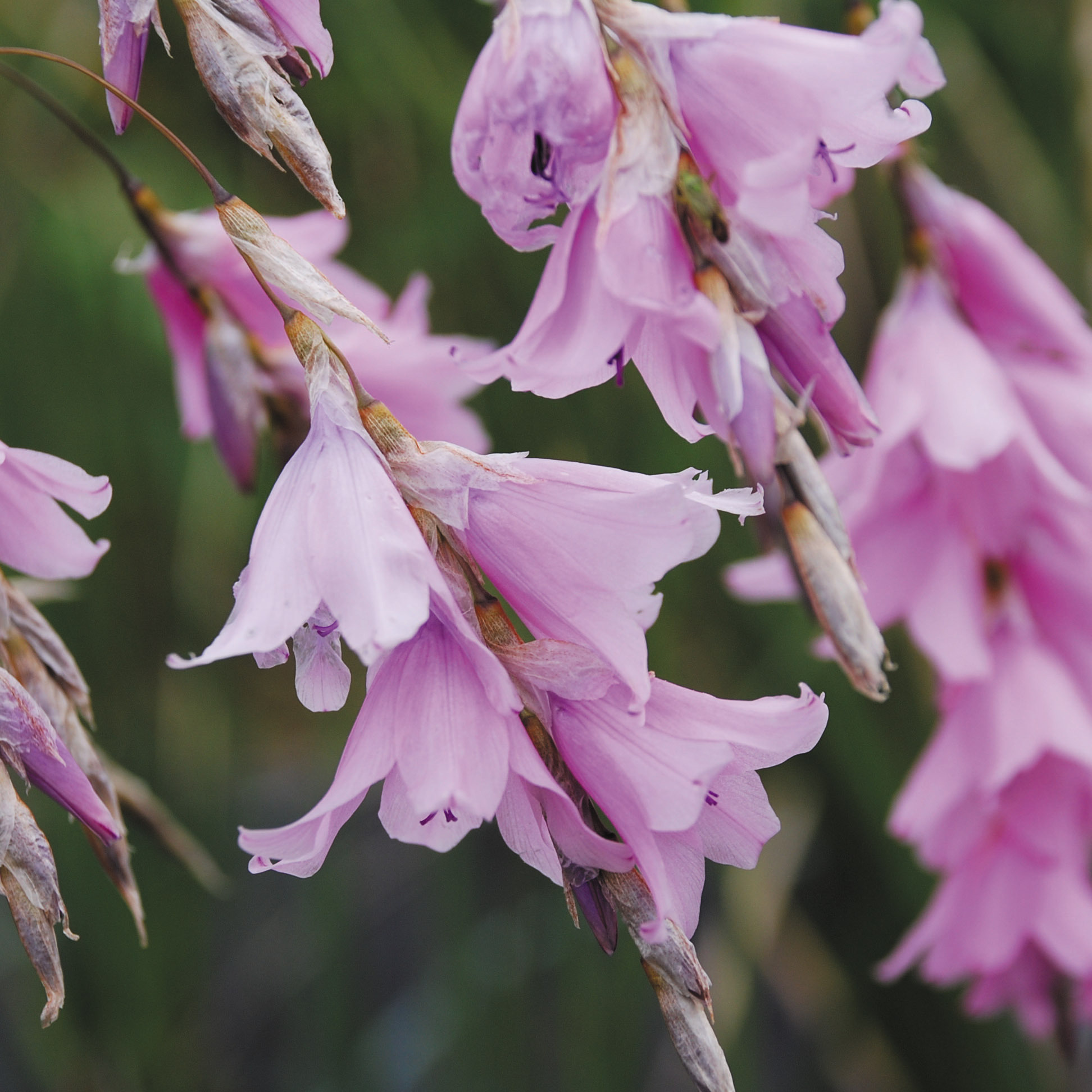 Dierama Robustum Seeds | Perennial Flower Seeds | Plant World Seeds