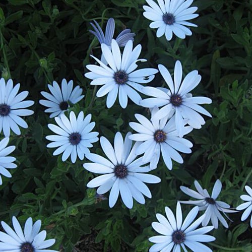 Dimorphotheca Ecklonis Mixed Seeds | Exotic Flower Seeds | Plant World ...