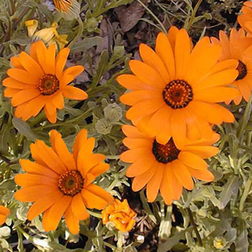 Dimorphotheca Sinuata Orange Seeds | Annual Flower Seeds | Plant World ...