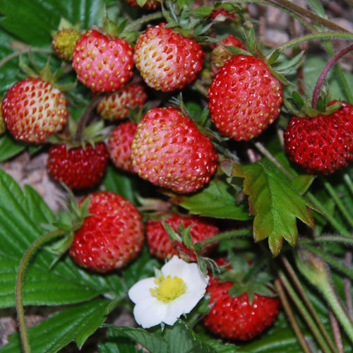 Strawberry Vesca (Wild) Seeds | Edible Berry Seeds | Plant World Seeds
