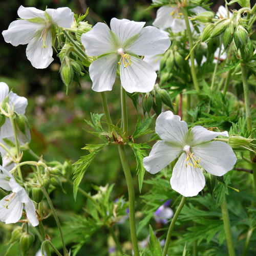 Geranium Pratense 'Snowflakes' Seeds | Perennial Flower Seeds | Plant ...