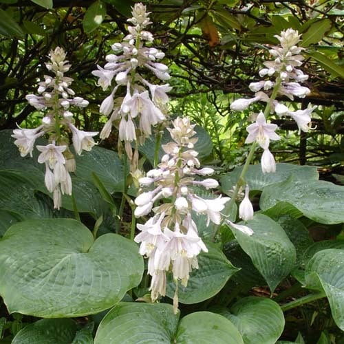 Hosta Seeds | Plant World Seeds