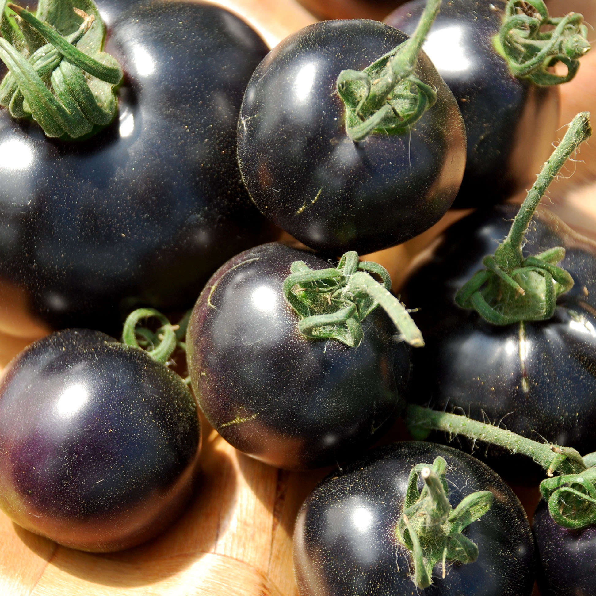 organic fertilizer for tomato plants Dr. Earth 1 Lb. Home Grown Tomato Vegetable & Herb Fertilizer