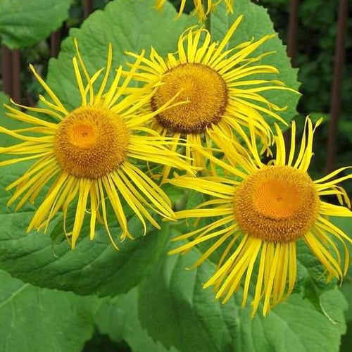 Inula Seeds | Plant World Seeds